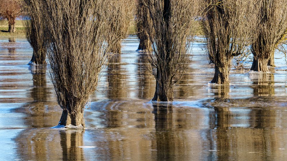 Winterhochwasser am Rhein, 01, 2021.02.13