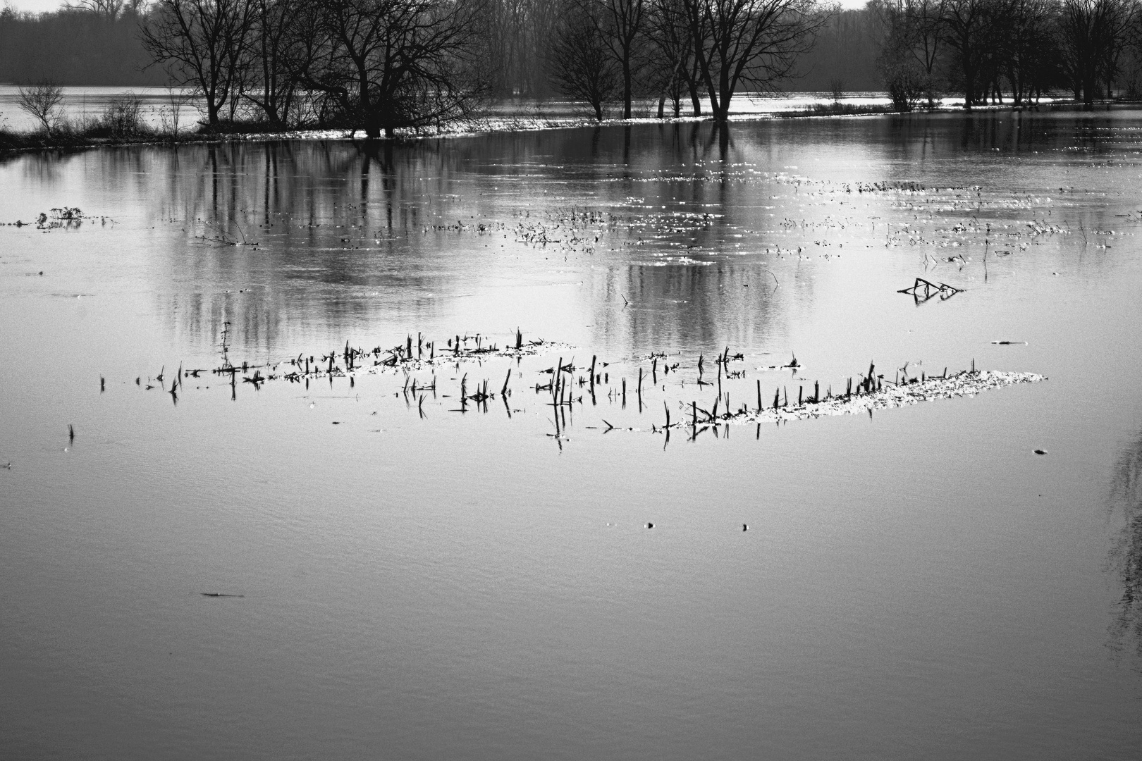 Winterhochwasser in den Illwiesen