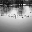 Winterhochwasser in den Illwiesen