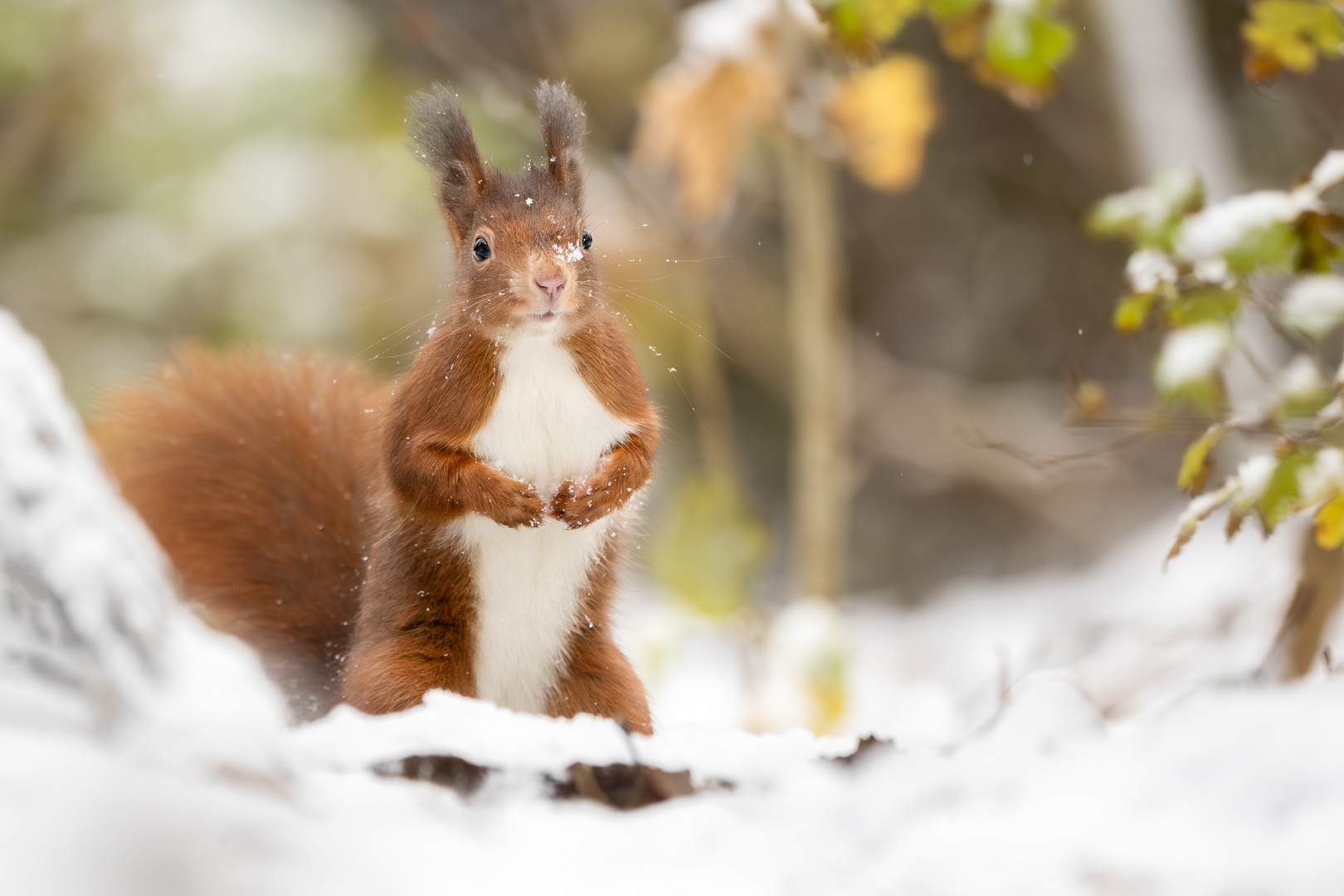 Winterhörnchen