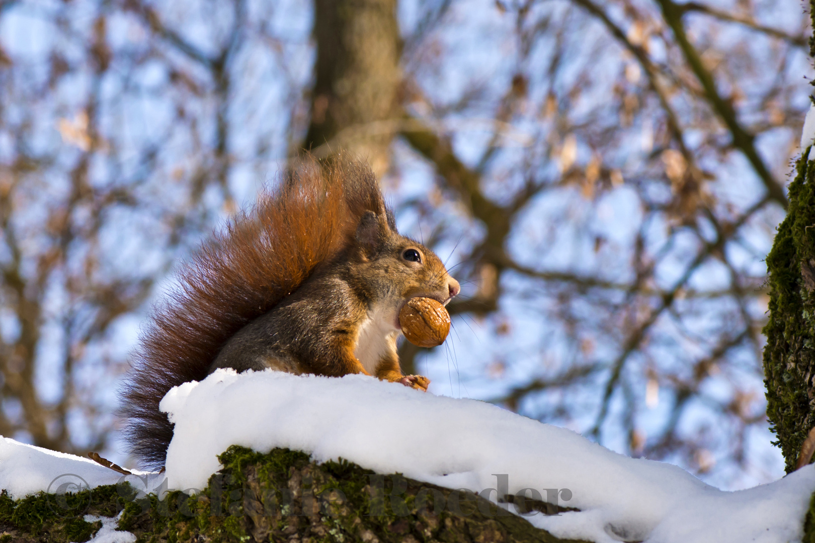 Winterhörnchen