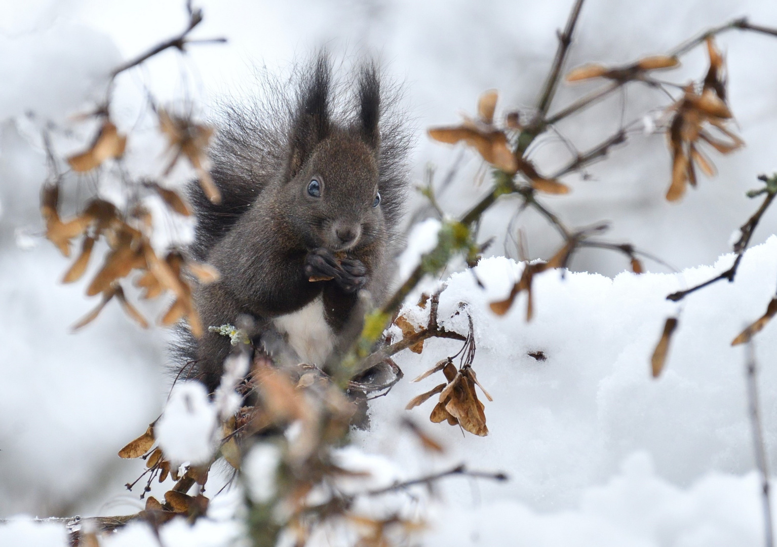 Winterhörnchen