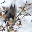 Winterhörnchen