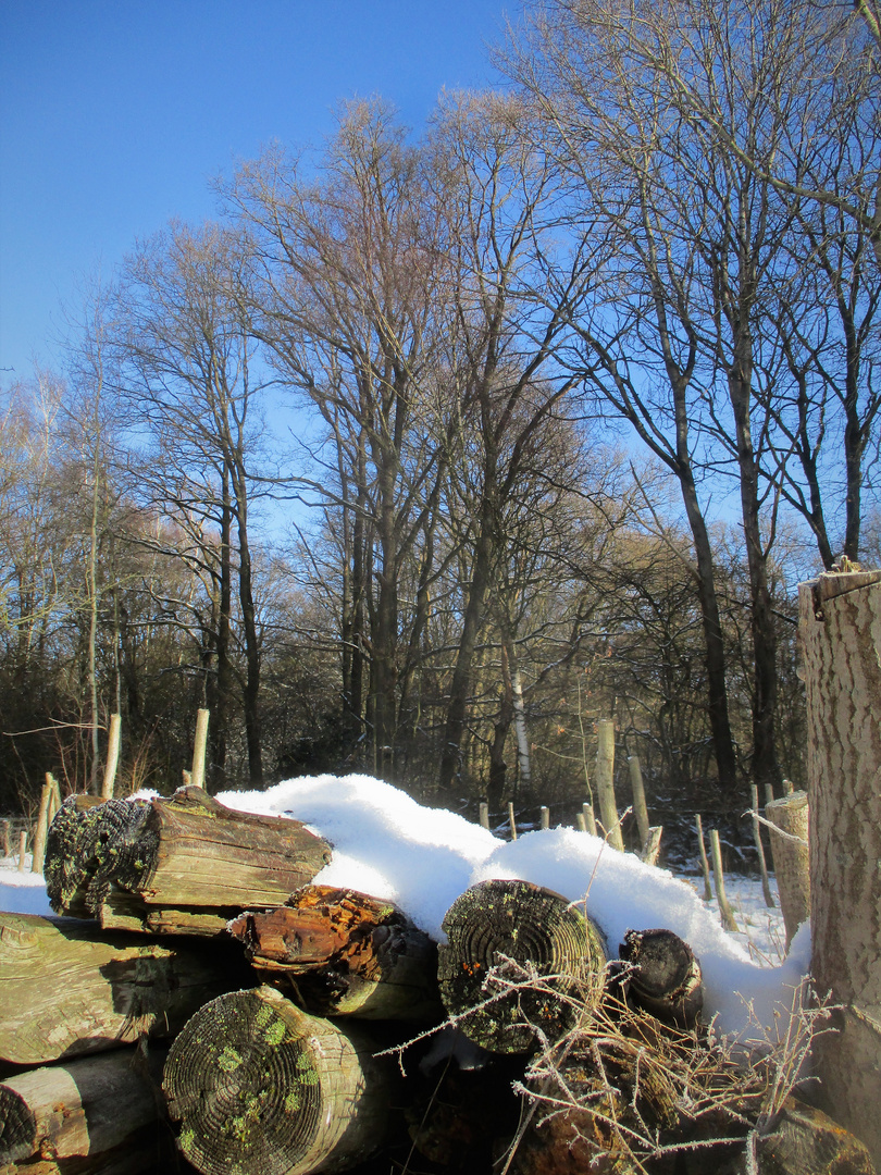 Winterholz