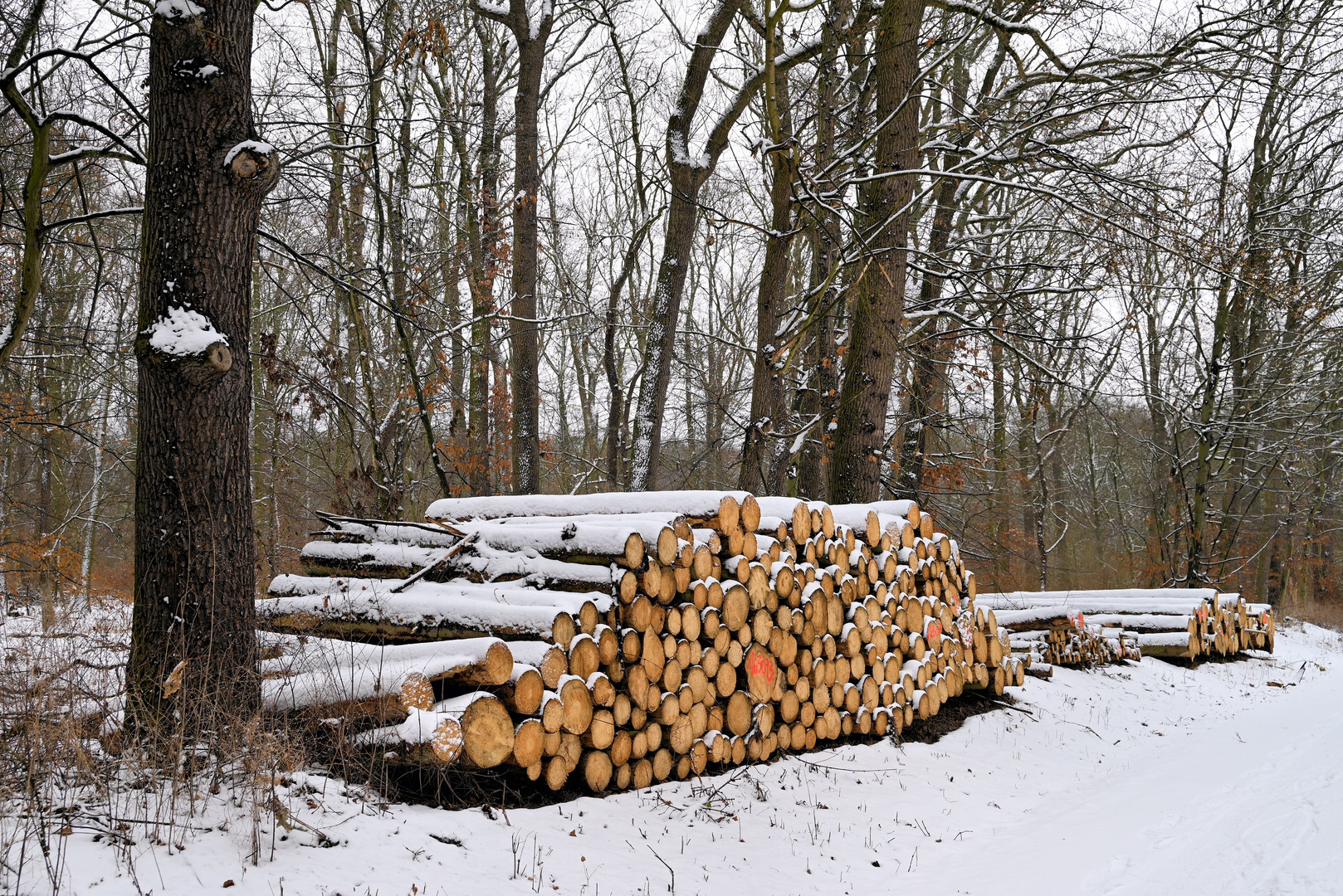 Winterholz