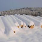 Winterholz unter der weißen Pracht