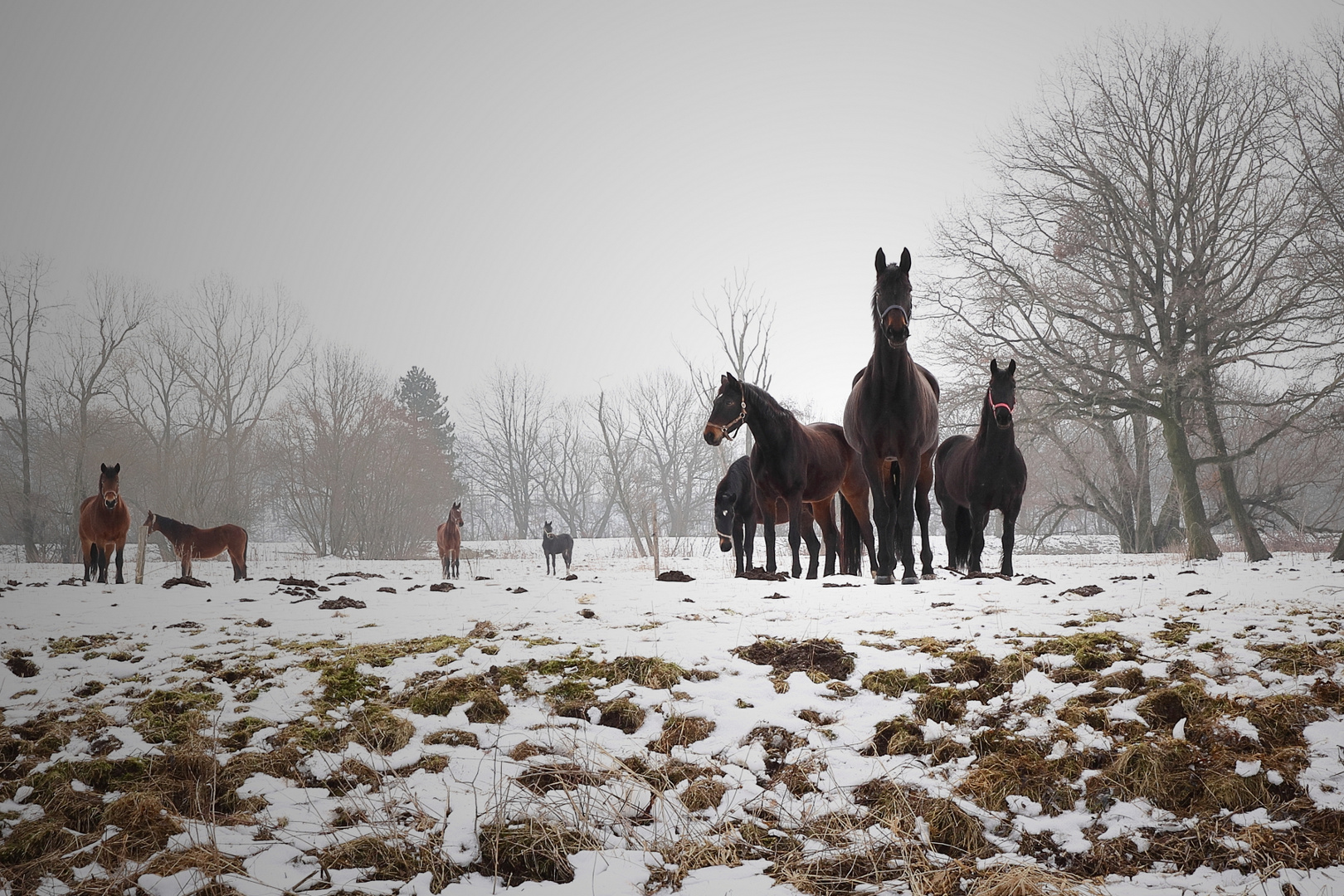 winterhorses