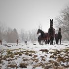 winterhorses
