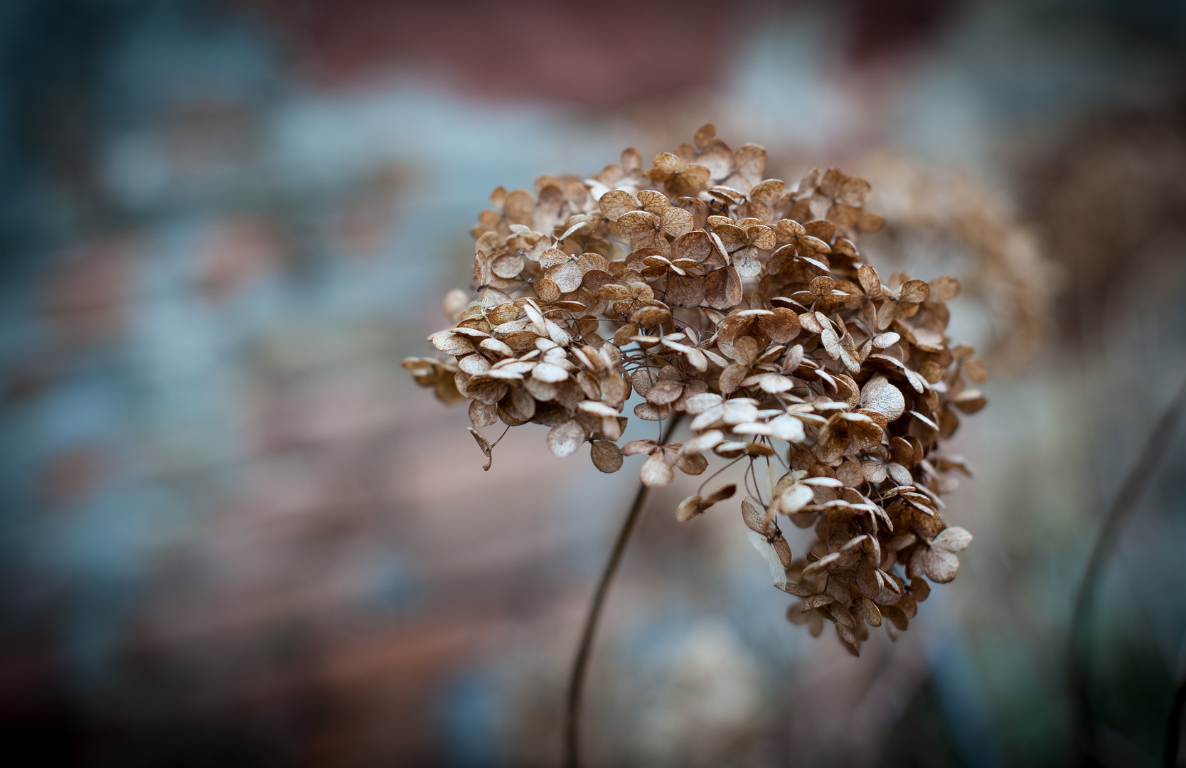 Winterhortensie