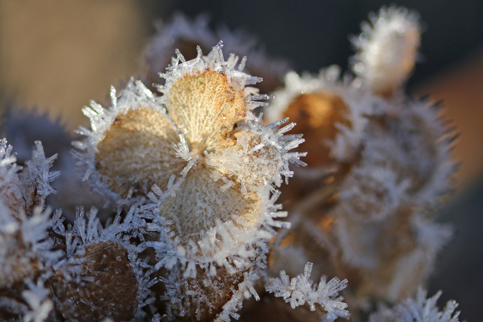 Winterhortensie