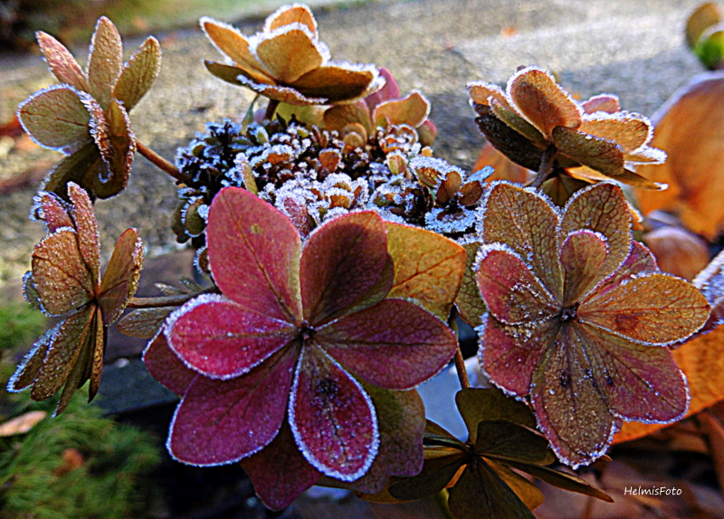 Winterhortensie