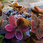 Winterhortensie