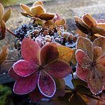 Winterhortensie