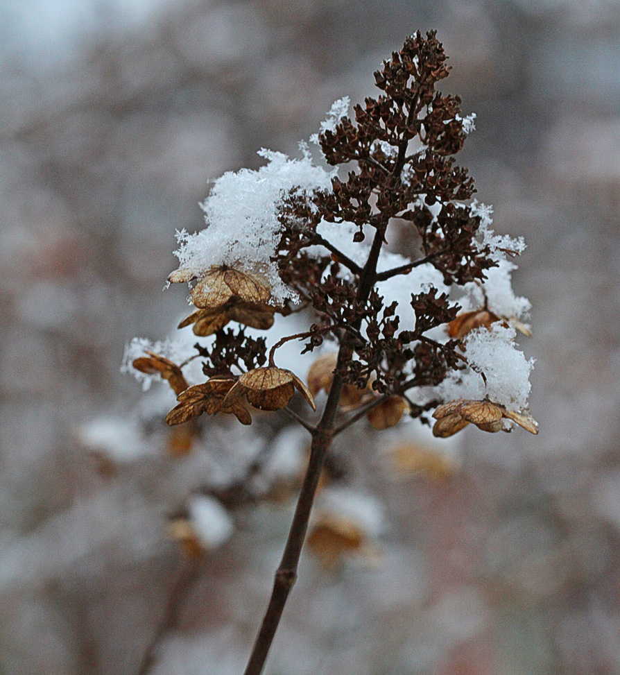 Winterhortensie