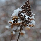 Winterhortensie