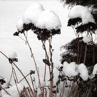 "Winterhütchen"