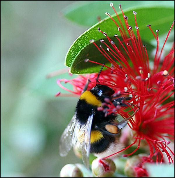 Winterhummel