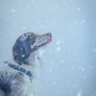 Winterhund