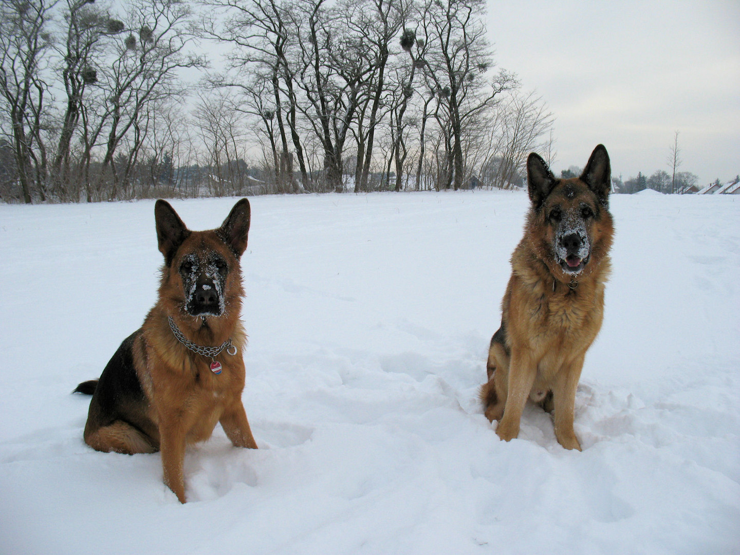 Winterhunde