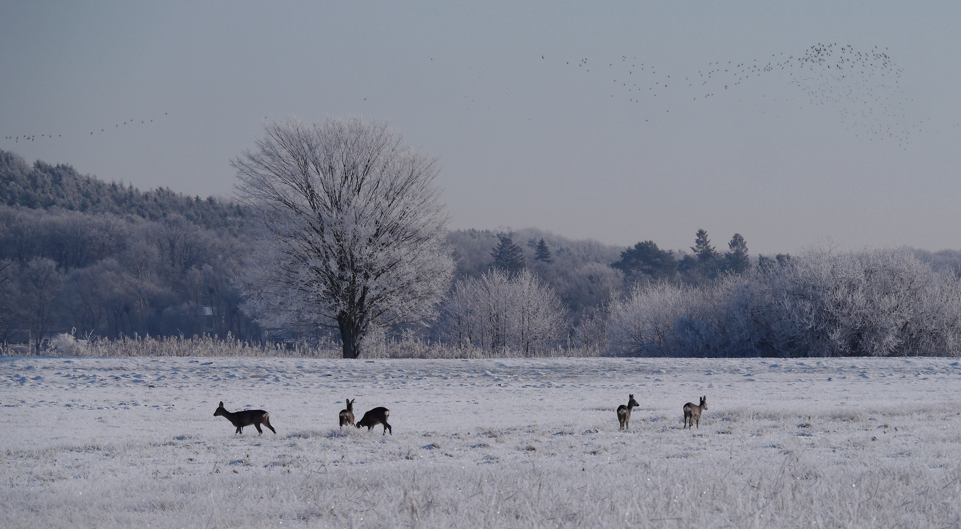 Winteridyll