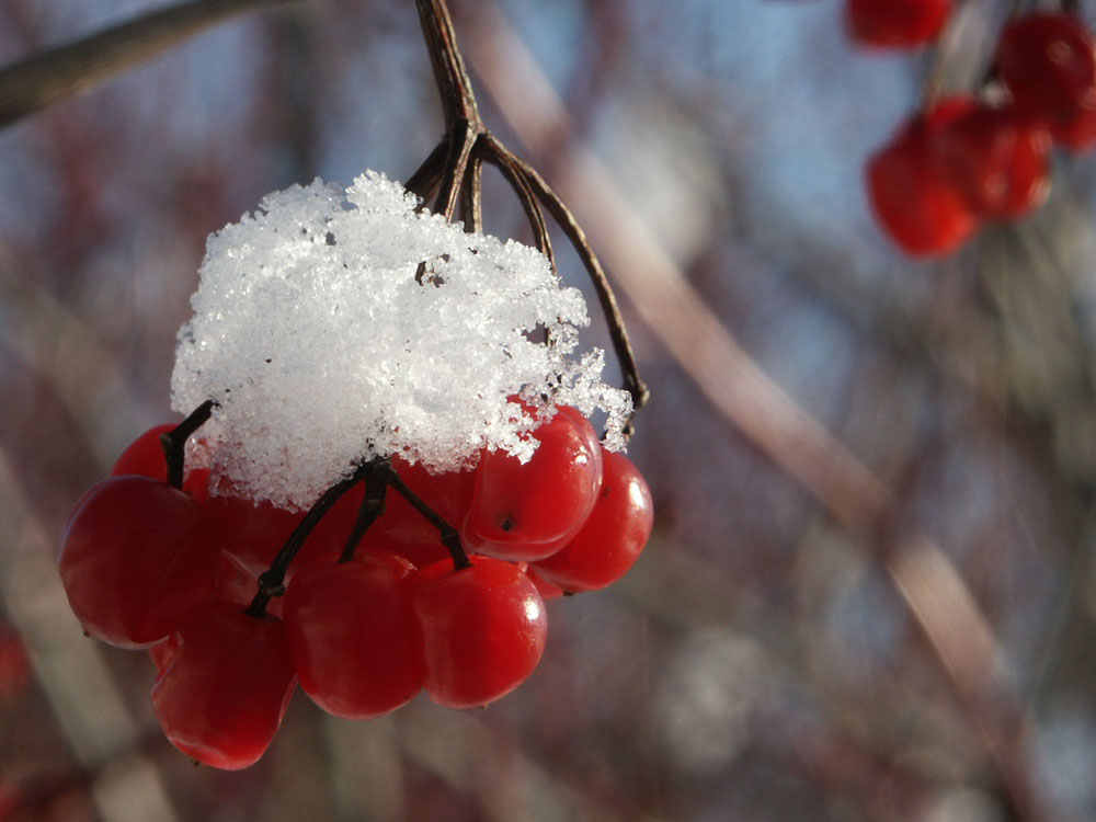 Winteridyll