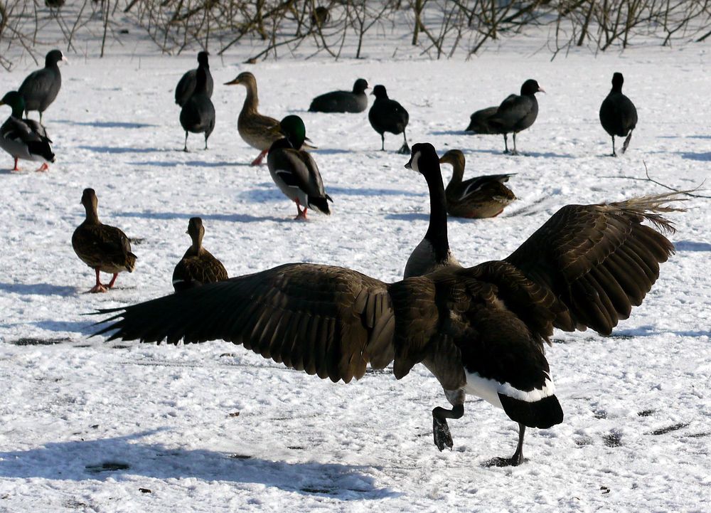 Winteridyll mit Gänsen und Enten