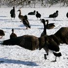 Winteridyll mit Gänsen und Enten