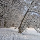 Winteridylle.....