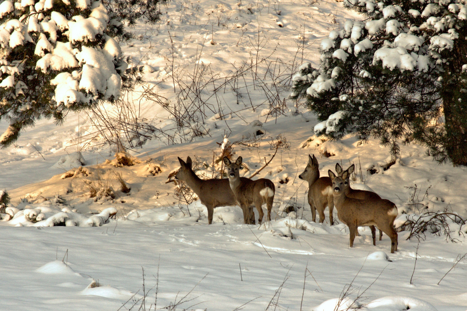 Winteridylle