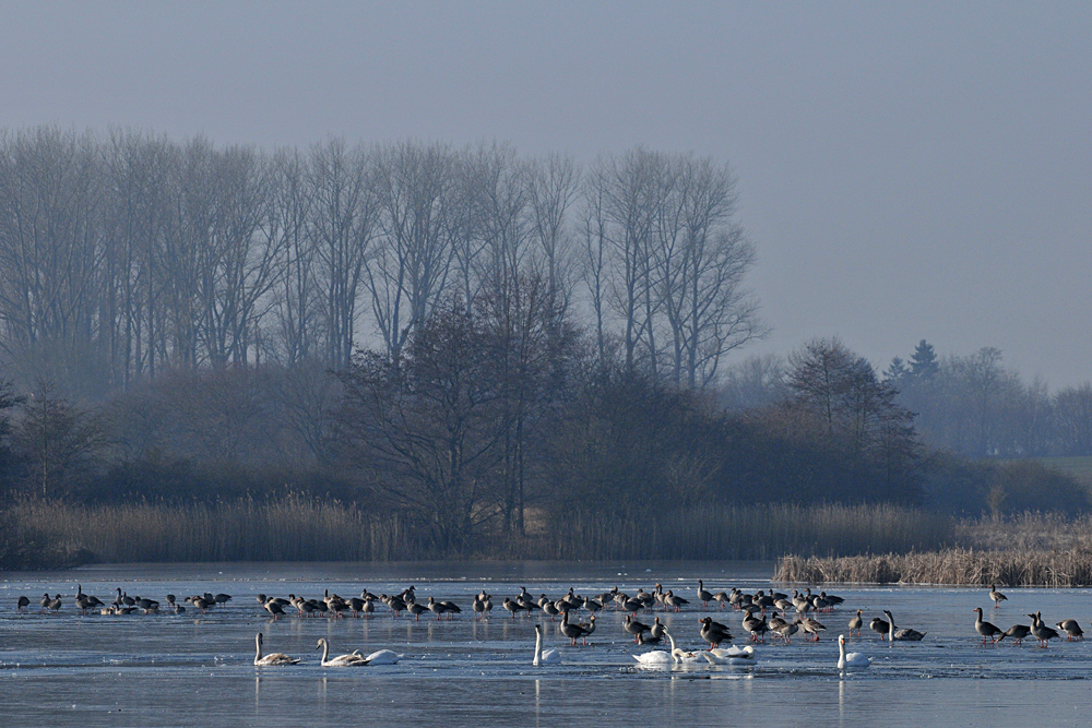 Winteridylle auf dem See