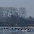 Winteridylle auf dem See