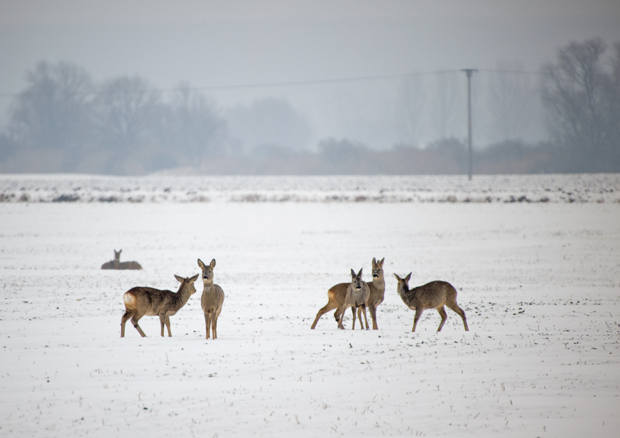 Winteridylle II