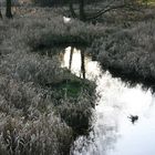 winteridylle im westerwald II