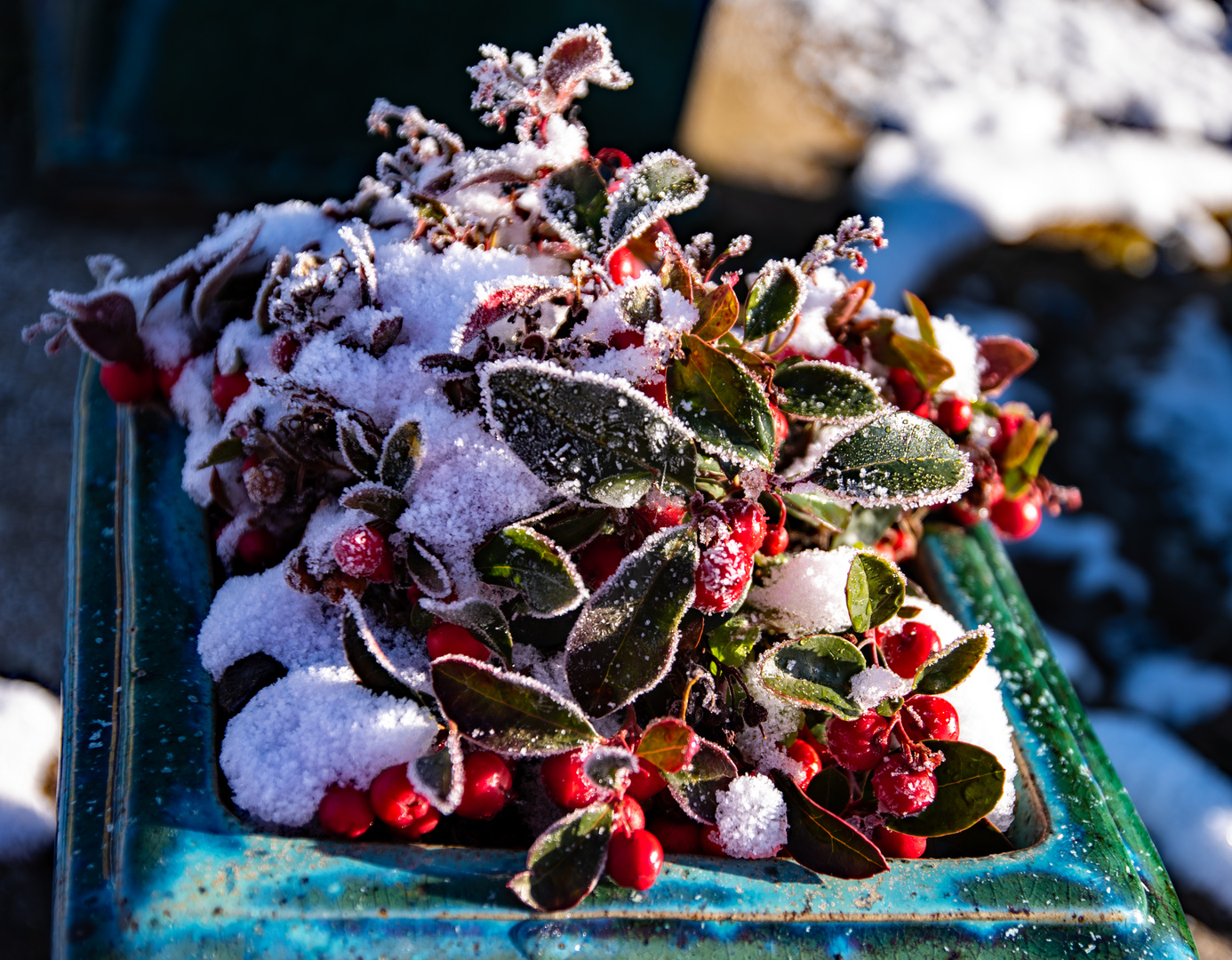 Winter_im_Garten