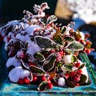 Winter_im_Garten