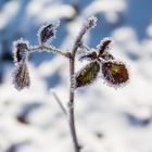 Winter_im_Garten