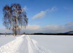 Winterimpression