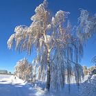 Winterimpression