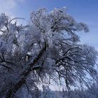 Winterimpression am Bergsee