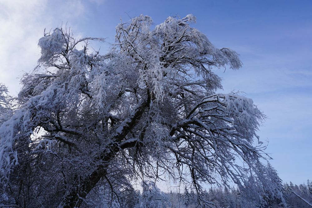 Winterimpression am Bergsee