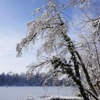 Winterimpression am Bergsee