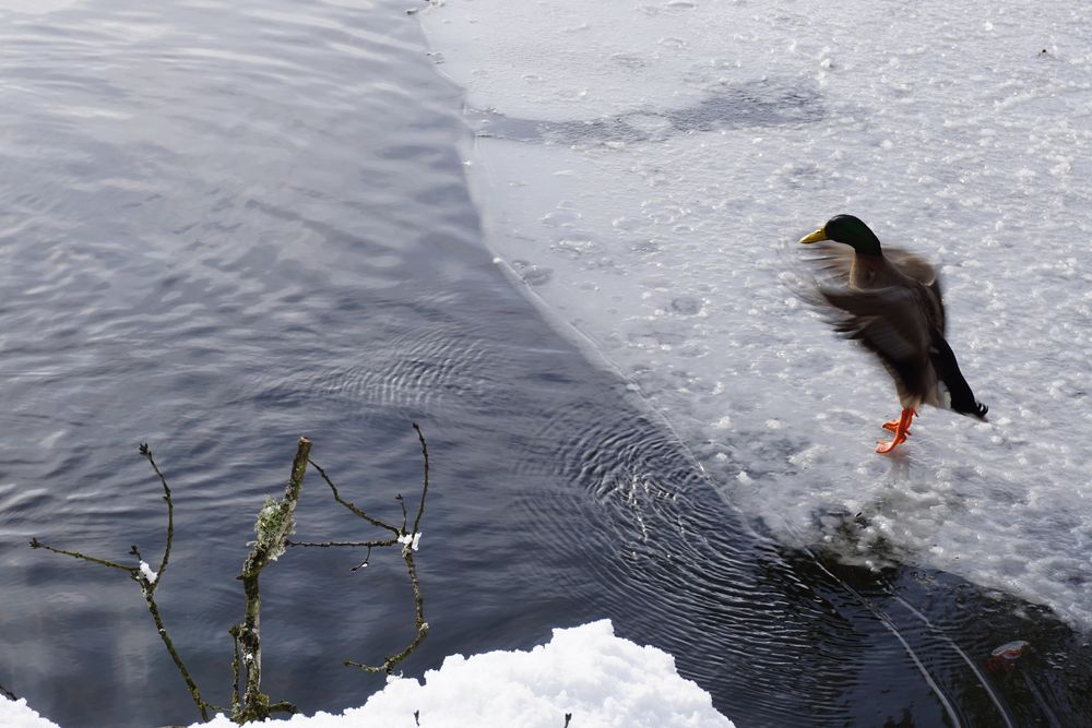 Winterimpression am Bergsee