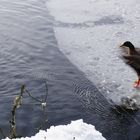 Winterimpression am Bergsee