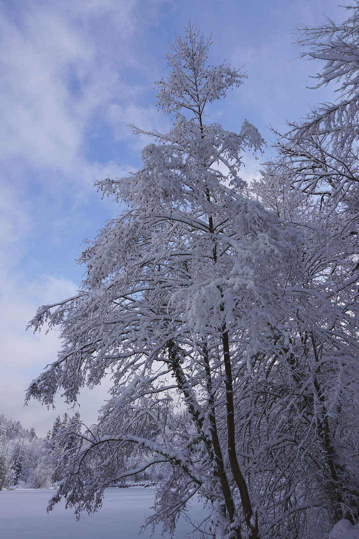 Winterimpression am Bergsee