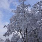 Winterimpression am Bergsee