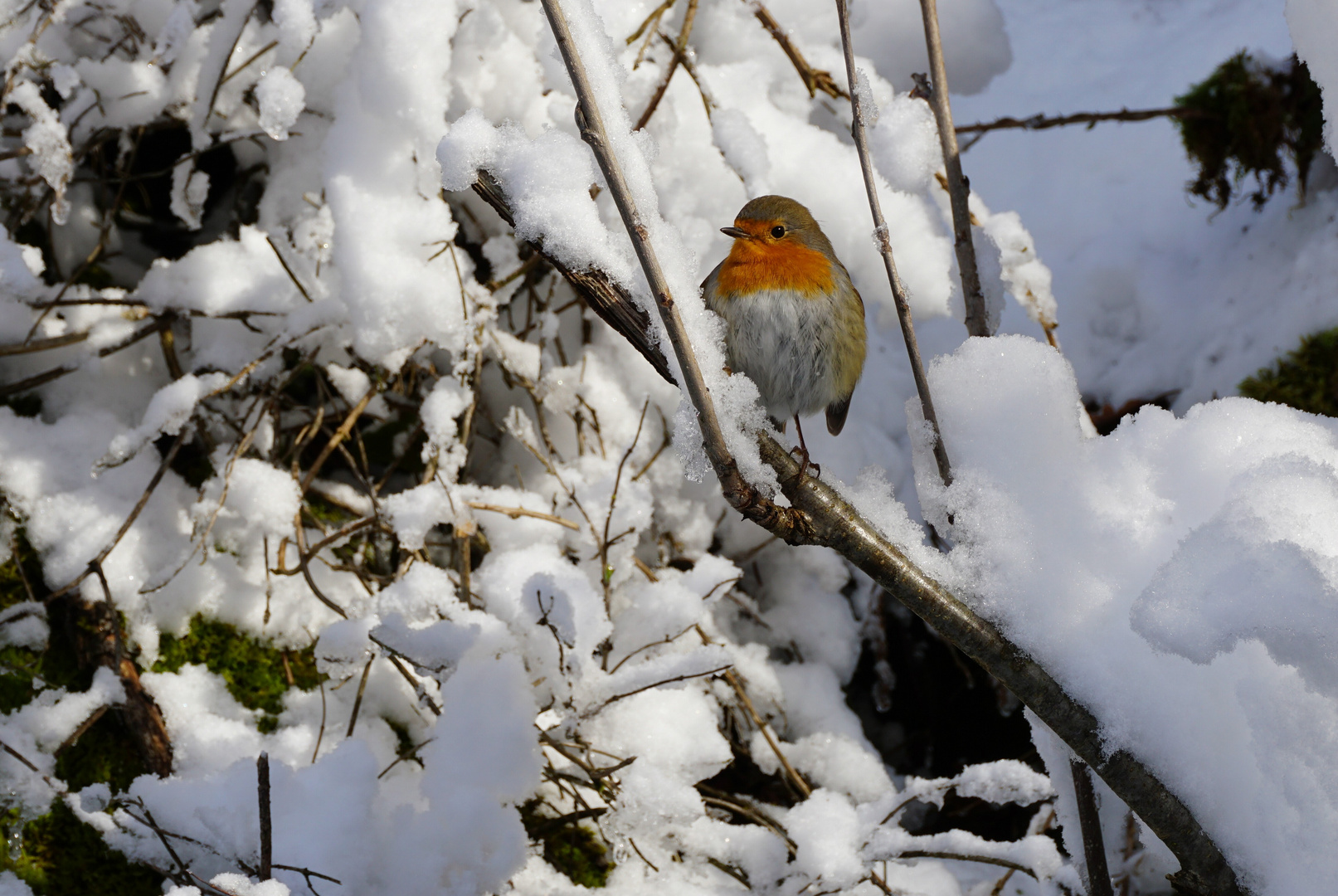 Winterimpression am Bergsee