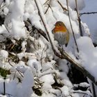 Winterimpression am Bergsee