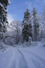 Winterimpression am Bergsee