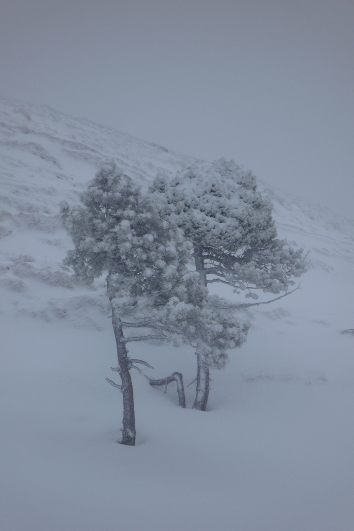 Winterimpression auf der Riggi