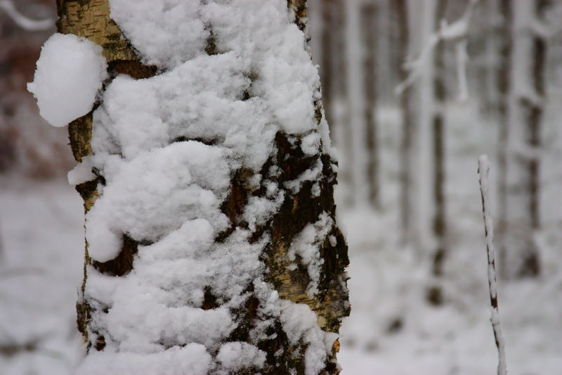 Winterimpression aus der Dresdner Heide